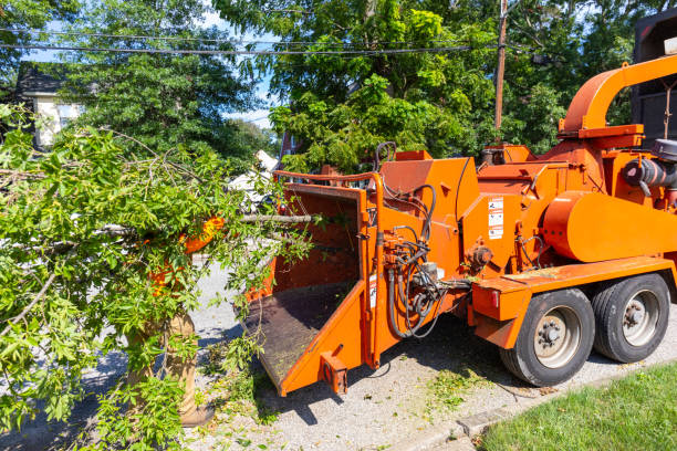 Best Tree Health Inspection  in Dakota City, NE